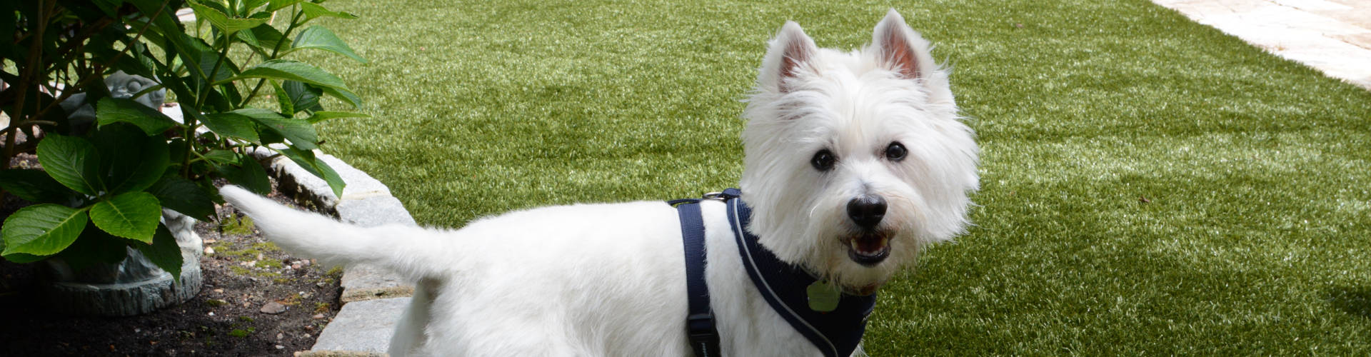 Edmonton Pet Turf Maintenance
