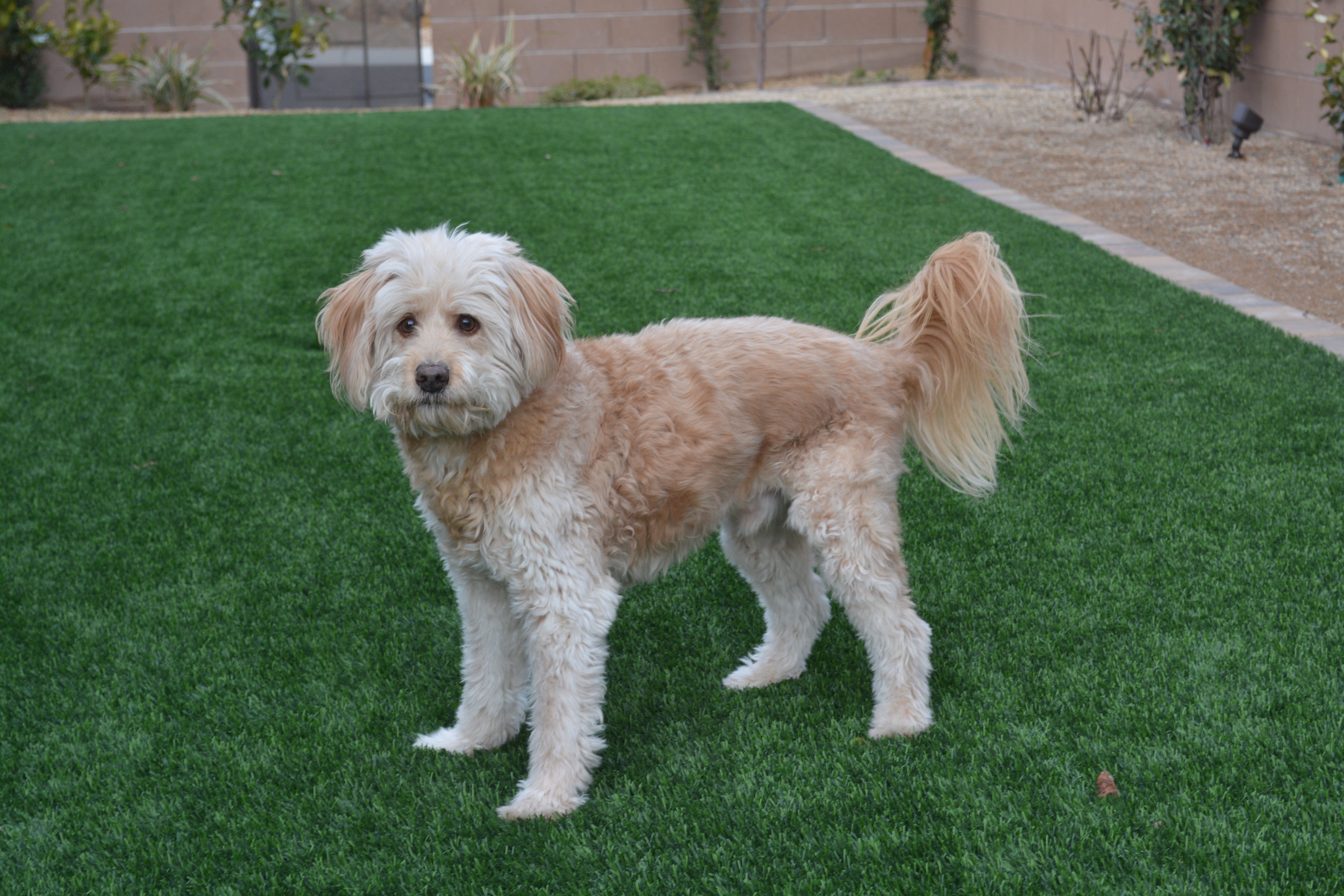 Edmonton artificial grass landscaping