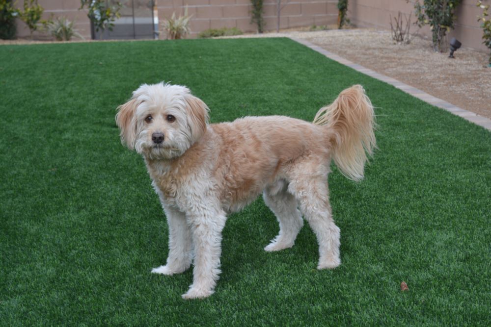 Edmonton artificial grass landscaping