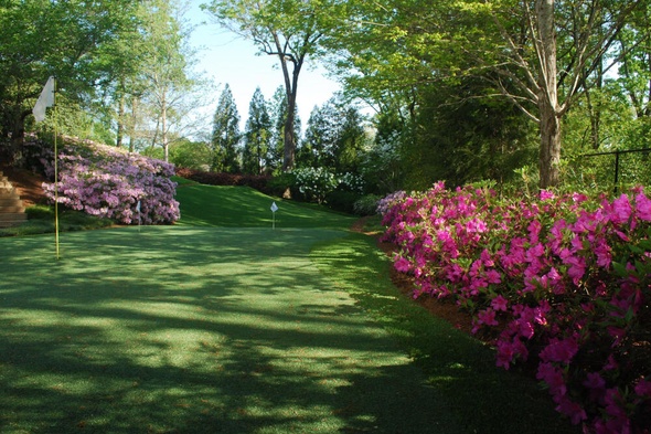 Edmonton backyard putting green grass with flags and pink flowers